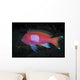 Squarespot Anthias Fish Komodo Wall Decal