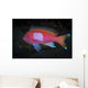 Squarespot Anthias Fish Komodo Wall Decal