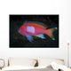 Squarespot Anthias Fish Komodo Wall Decal