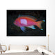 Squarespot Anthias Fish Komodo Wall Decal