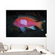 Squarespot Anthias Fish Komodo Wall Decal