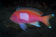 Squarespot Anthias Fish Komodo Wall Decal
