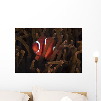 Tomato Clownfish North Sulawesi Wall Decal shown on a wall