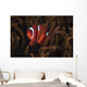 Tomato Clownfish North Sulawesi Wall Decal
