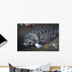 Sandperch Komodo National Park Wall Decal