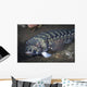 Sandperch Komodo National Park Wall Decal