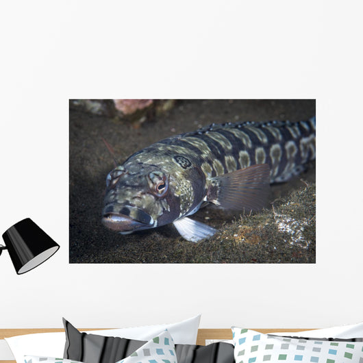 Sandperch Komodo National Park Wall Decal