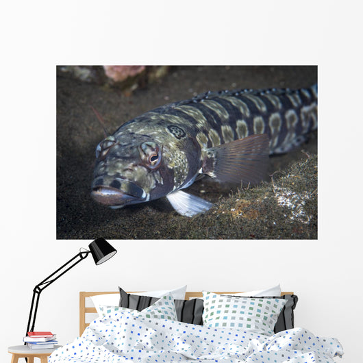 Sandperch Komodo National Park Wall Decal