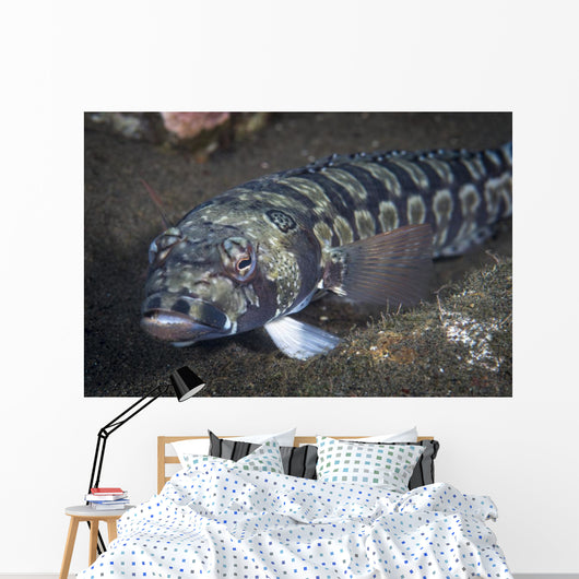 Sandperch Komodo National Park Wall Decal