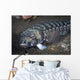 Sandperch Komodo National Park Wall Decal