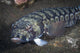 Sandperch Komodo National Park Wall Decal