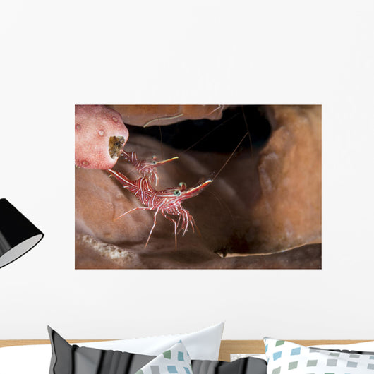 Hinge-beak Shrimp North Sulawesi Wall Decal