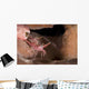 Hinge-beak Shrimp North Sulawesi Wall Decal