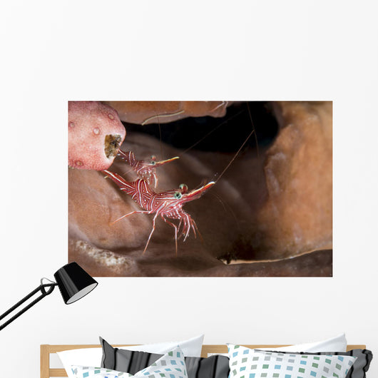 Hinge-beak Shrimp North Sulawesi Wall Decal
