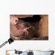 Hinge-beak Shrimp North Sulawesi Wall Decal