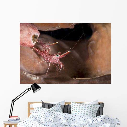 Hinge-beak Shrimp North Sulawesi Wall Decal