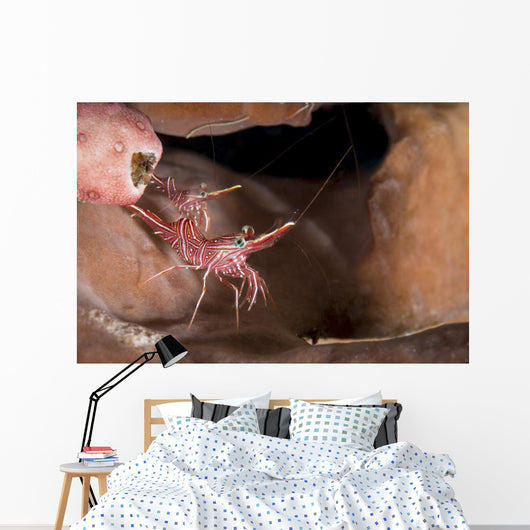 Hinge-beak Shrimp North Sulawesi Wall Decal