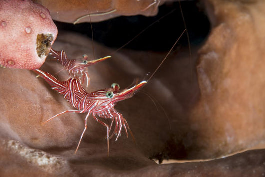 Hinge-beak Shrimp North Sulawesi Wall Decal