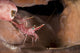 Hinge-beak Shrimp North Sulawesi Wall Decal