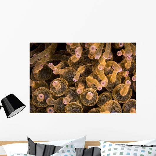 Bubble-tip Anemone Komodo National Wall Decal