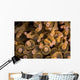 Bubble-tip Anemone Komodo National Wall Decal