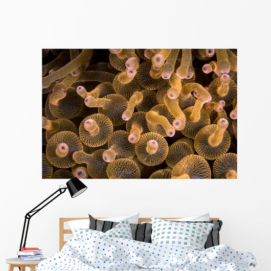 Bubble-tip Anemone Komodo National Wall Decal