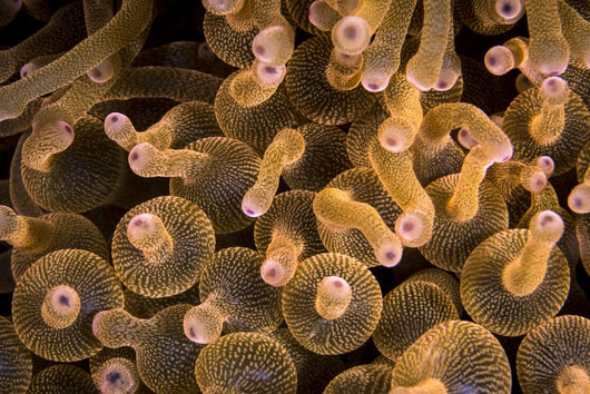 Bubble-tip Anemone Komodo National Wall Decal