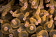 Bubble-tip Anemone Komodo National Wall Decal