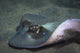 Blue Spotted Sting Ray Wall Decal