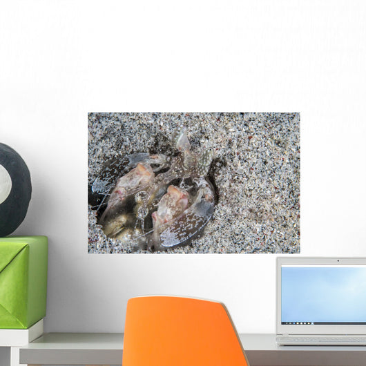 Mantis Shrimp Komodo National Wall Decal