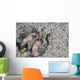 Mantis Shrimp Komodo National Wall Decal