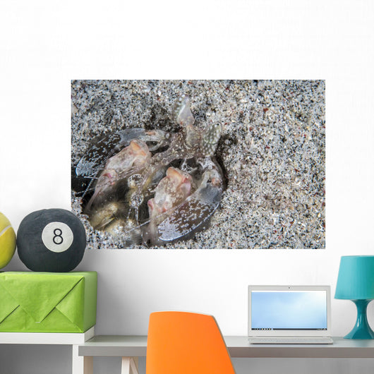 Mantis Shrimp Komodo National Wall Decal