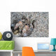 Mantis Shrimp Komodo National Wall Decal