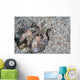 Mantis Shrimp Komodo National Wall Decal