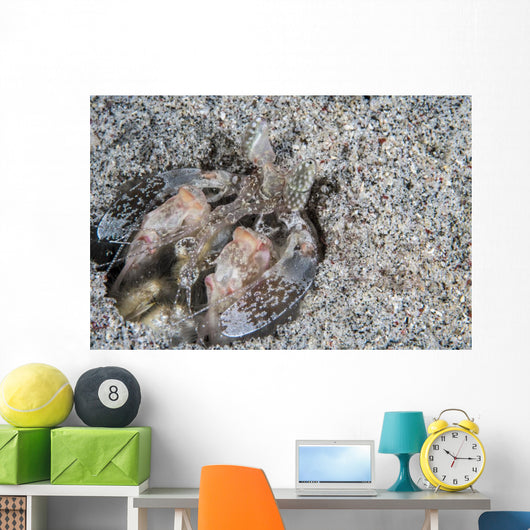 Mantis Shrimp Komodo National Wall Decal