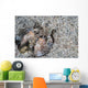 Mantis Shrimp Komodo National Wall Decal