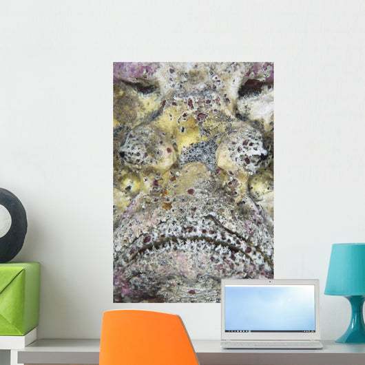 Stonefish Komodo National Park Wall Decal
