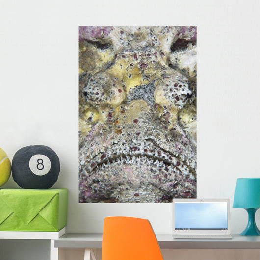 Stonefish Komodo National Park Wall Decal