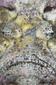 Stonefish Komodo National Park Wall Decal