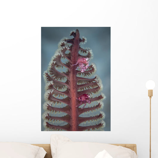 Crab Komodo National Park Vertical Wall Decal