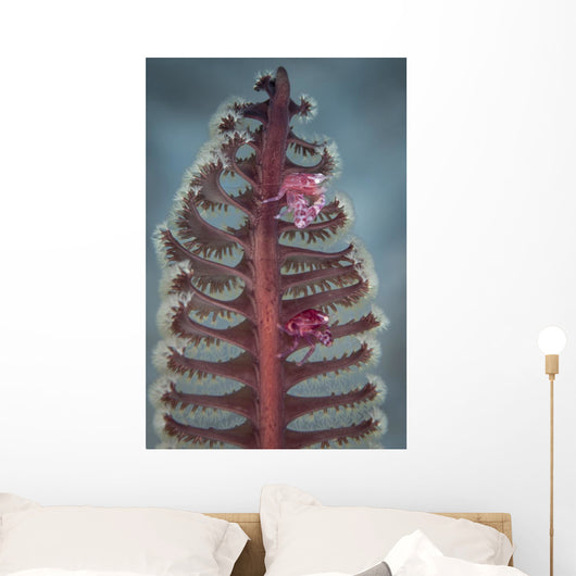 Crab Komodo National Park Vertical Wall Decal