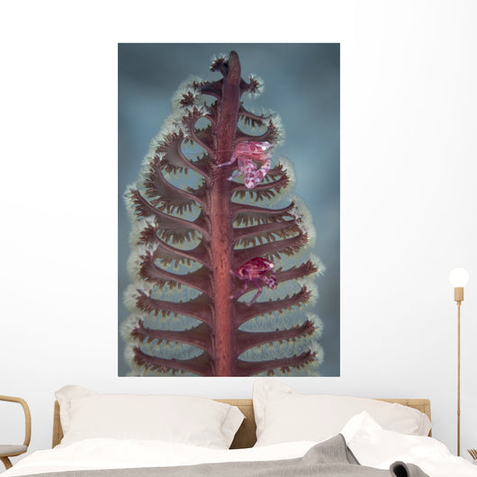 Crab Komodo National Park Vertical Wall Decal
