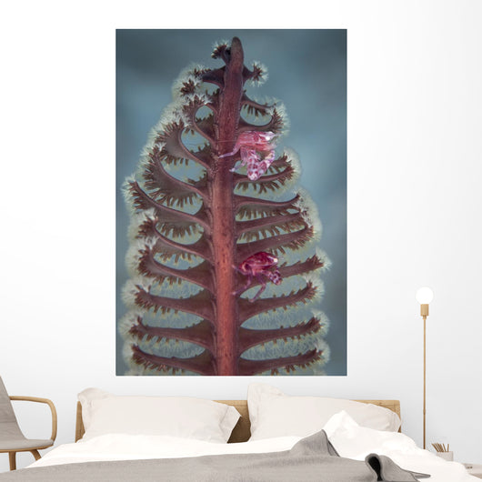 Crab Komodo National Park Vertical Wall Decal