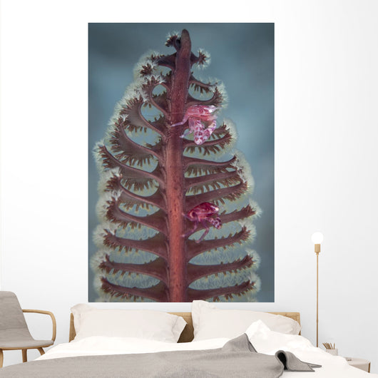 Crab Komodo National Park Vertical Wall Decal