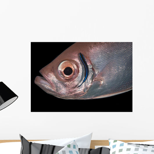Soldierfish Being Cleaned Cleaner Close-up Wall Decal