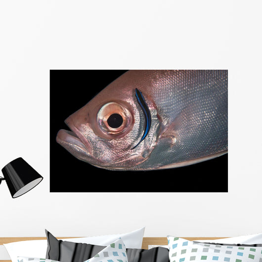 Soldierfish Being Cleaned Cleaner Close-up Wall Decal