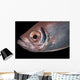 Soldierfish Being Cleaned Cleaner Close-up Wall Decal