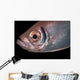 Soldierfish Being Cleaned Cleaner Close-up Wall Decal