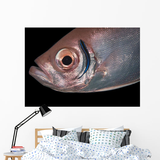 Soldierfish Being Cleaned Cleaner Close-up Wall Decal