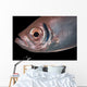 Soldierfish Being Cleaned Cleaner Close-up Wall Decal